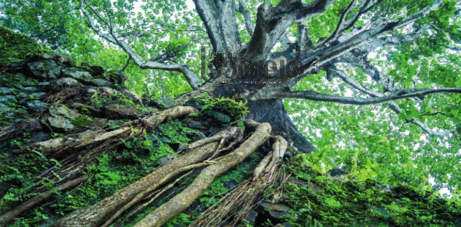 chimmyni tree roots